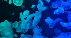 Dlaczego meduzy świecą? Światło w morskiej otchłani